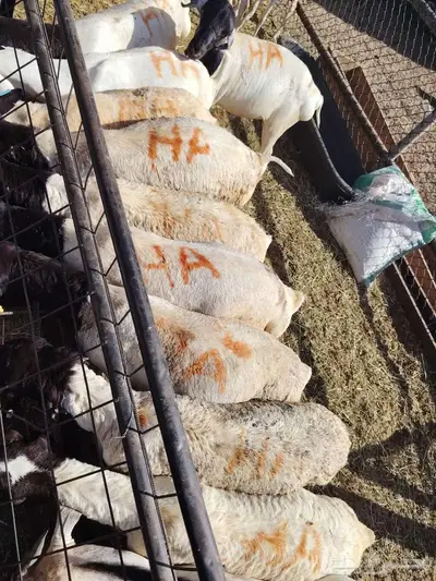 غنم مربي للبيع 8
