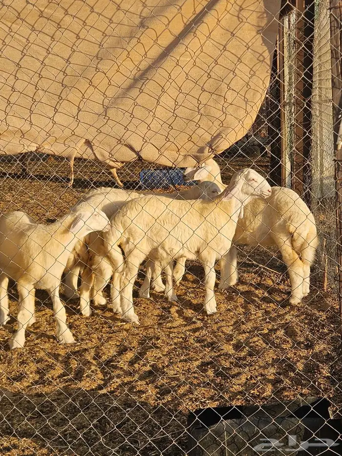 بهم للبيع تم البيع 0