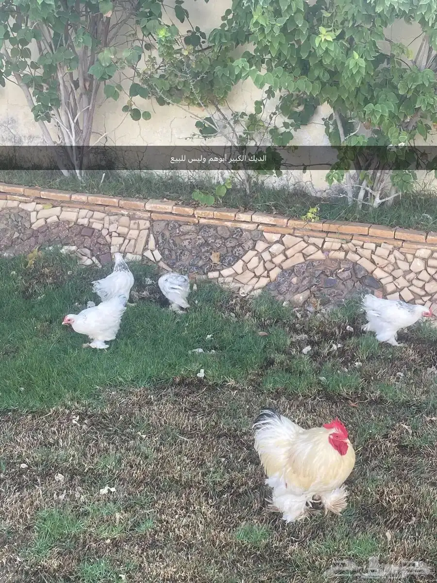 دجاج كوشن 3