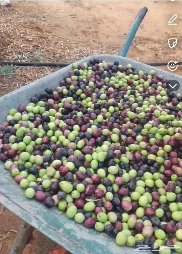 زيت زيتون طازج من مزرعتنا الخاصه 1
