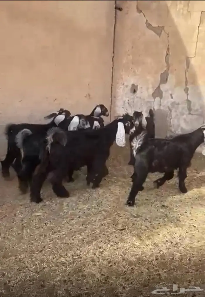 عوارض تيوس وجفار برية توها واصلة 4