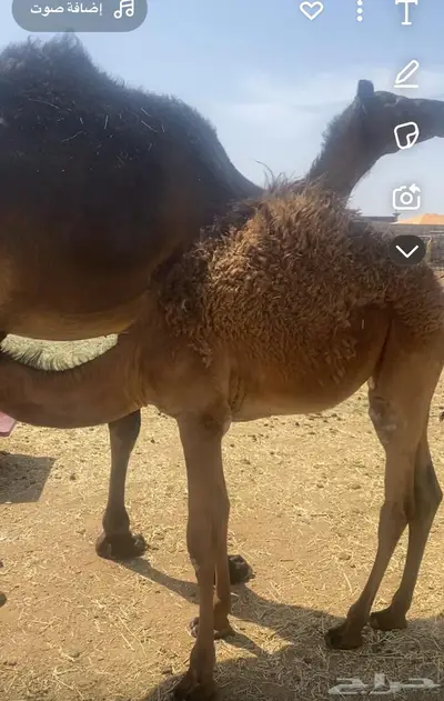بكره علي الحليب 0