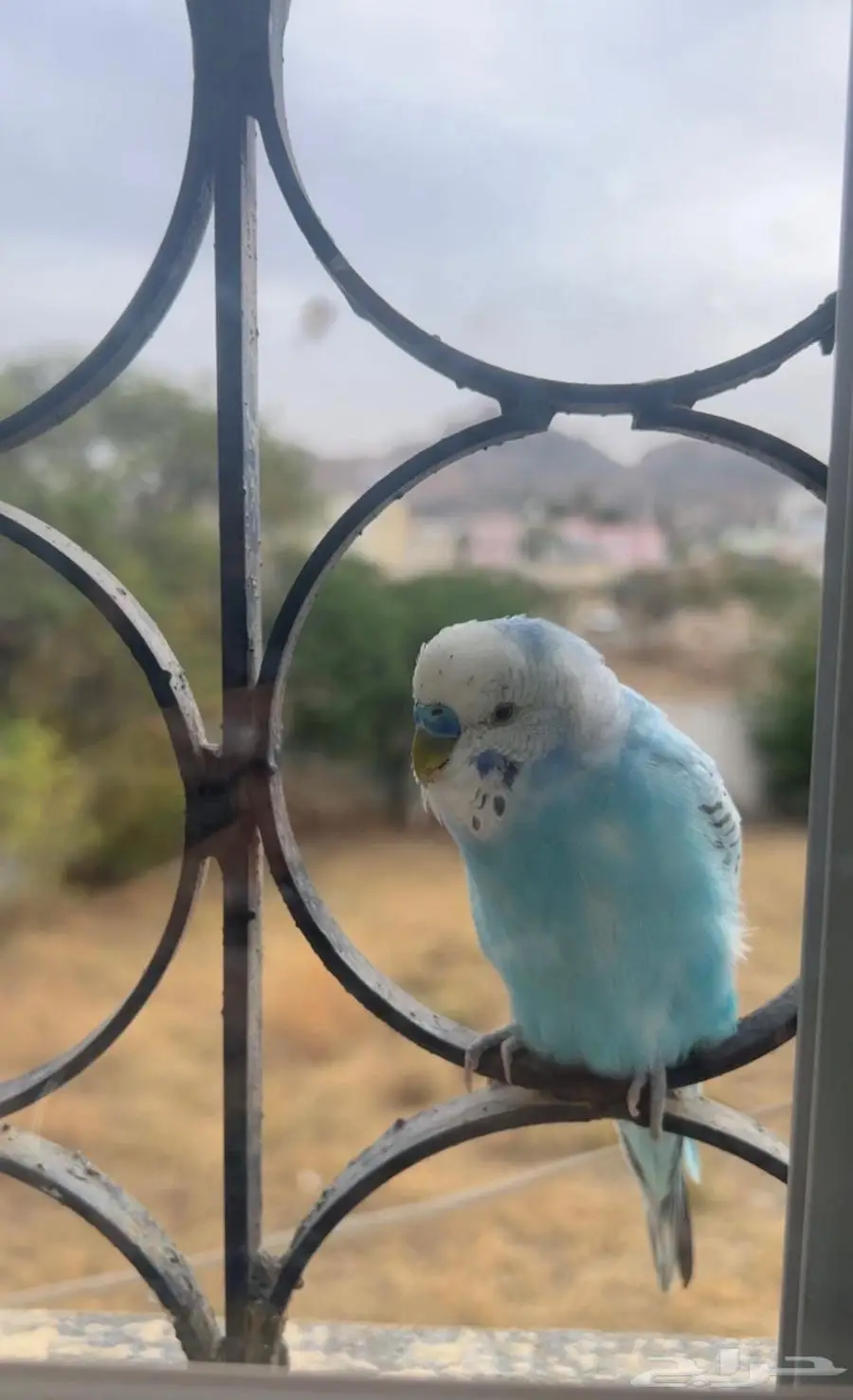 طير بادجي 1