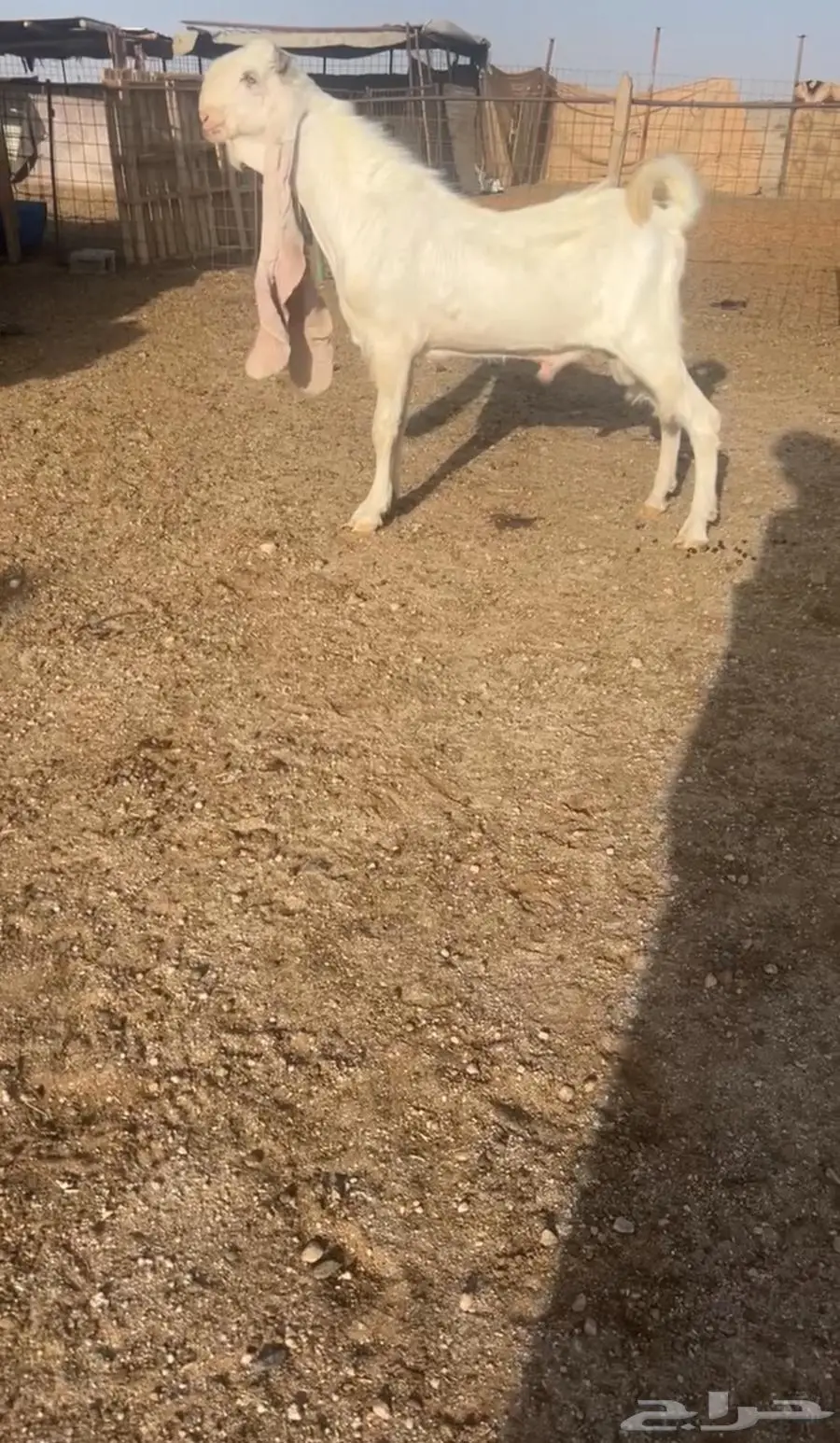 تيس مطور جذع 0