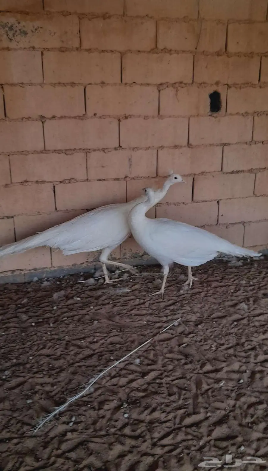 جوز طاووس ابيض 1