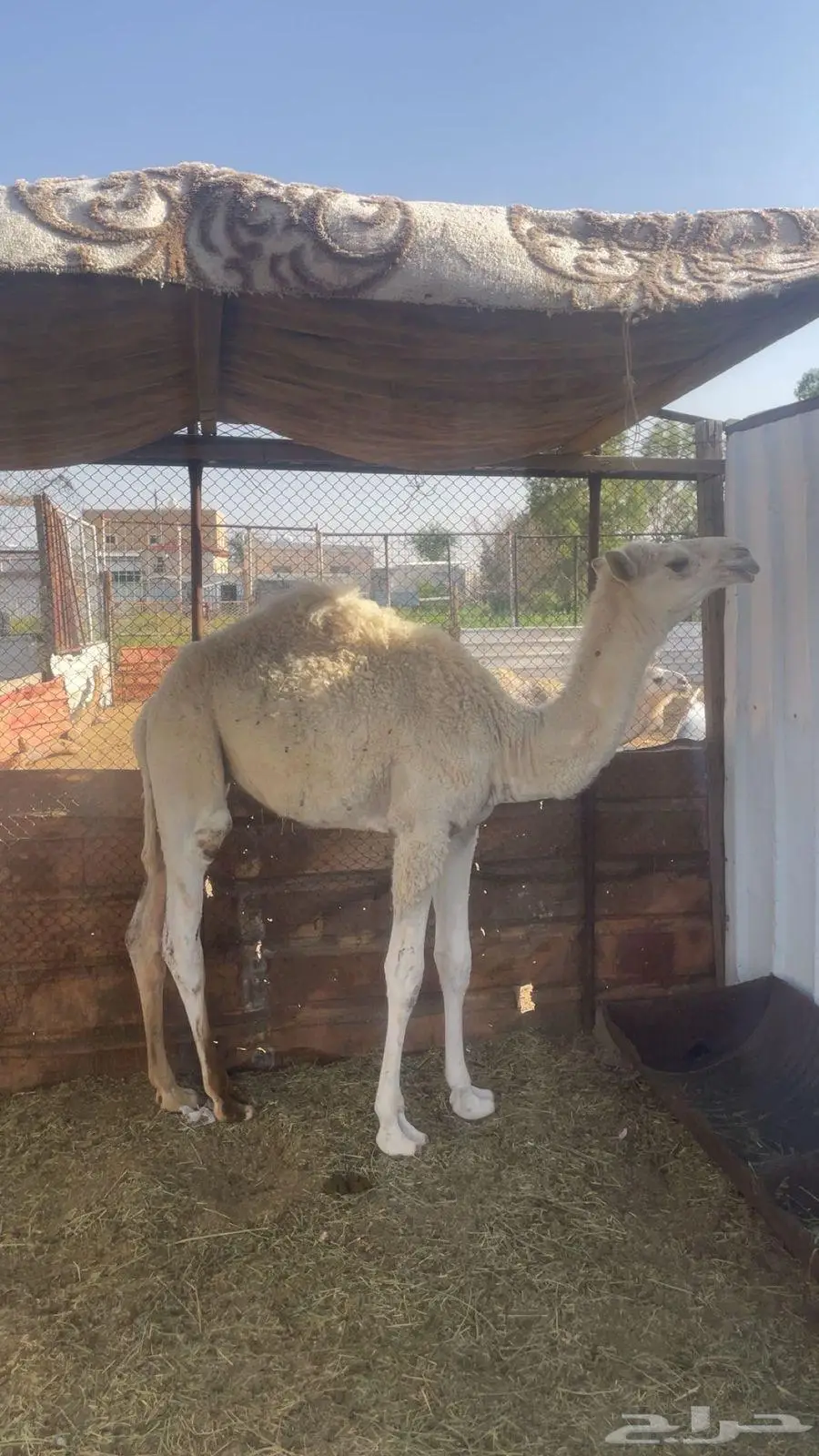 قعود اوضح لباني 0