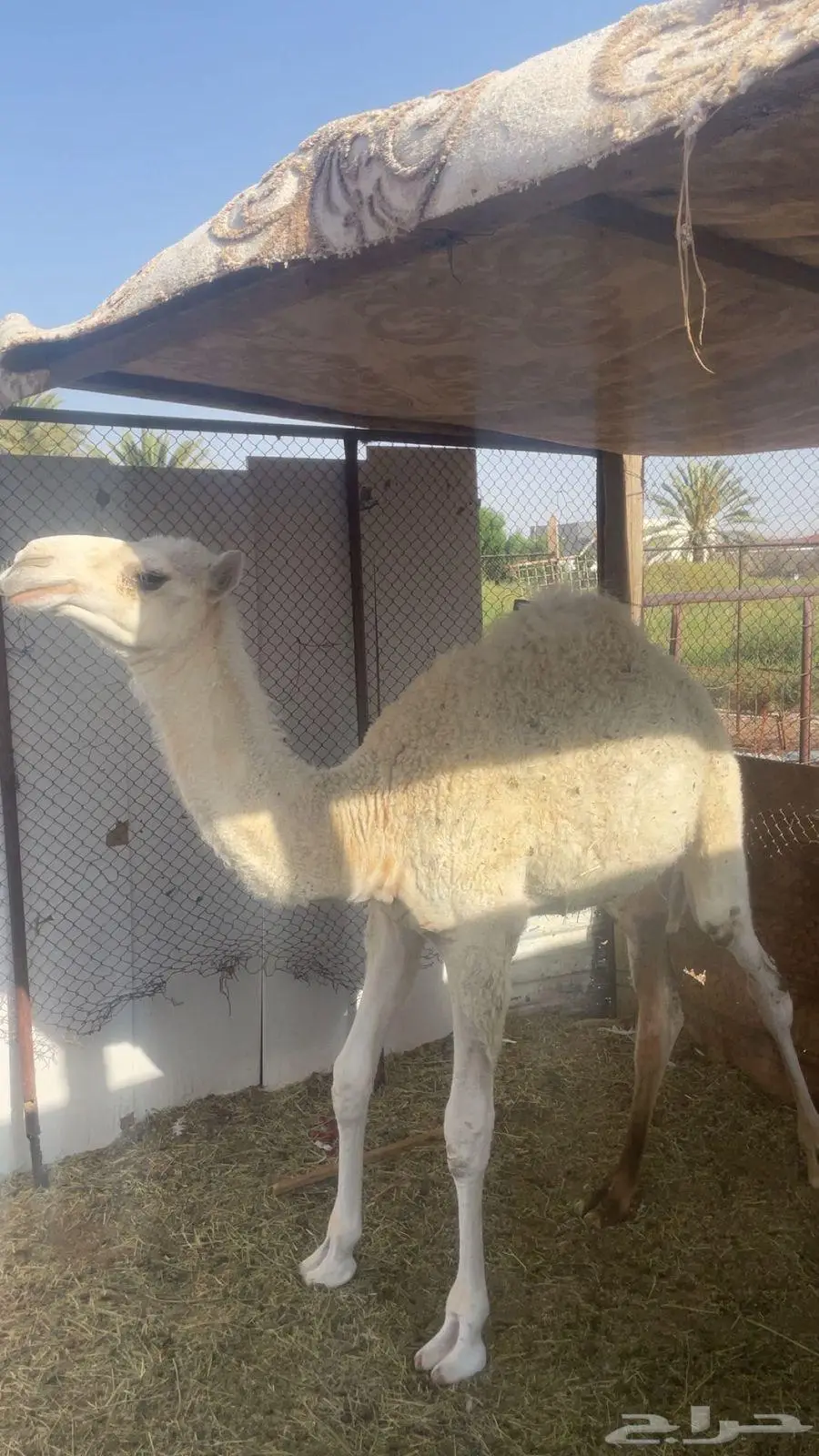 قعود اوضح لباني 2