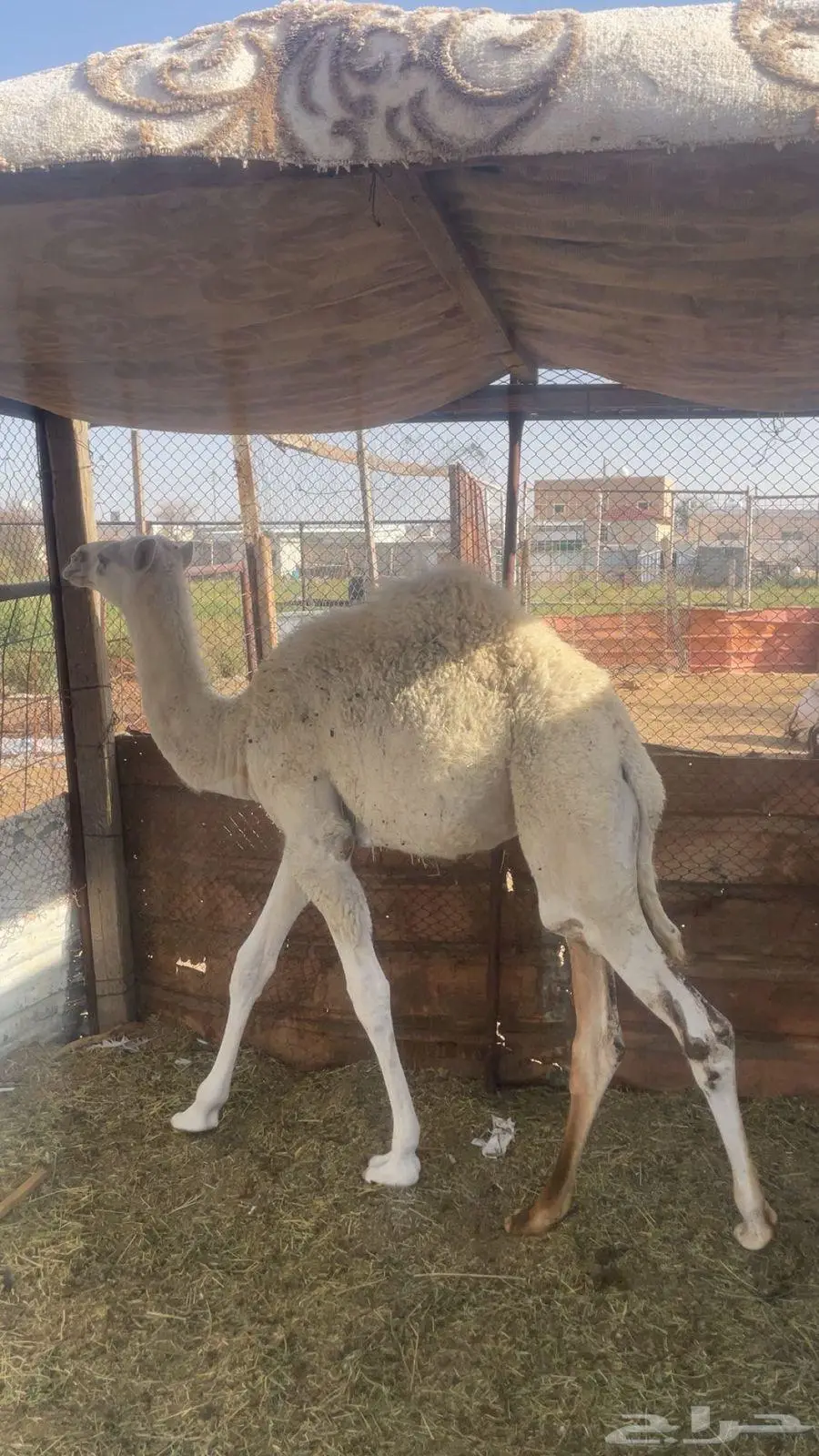 قعود اوضح لباني 1