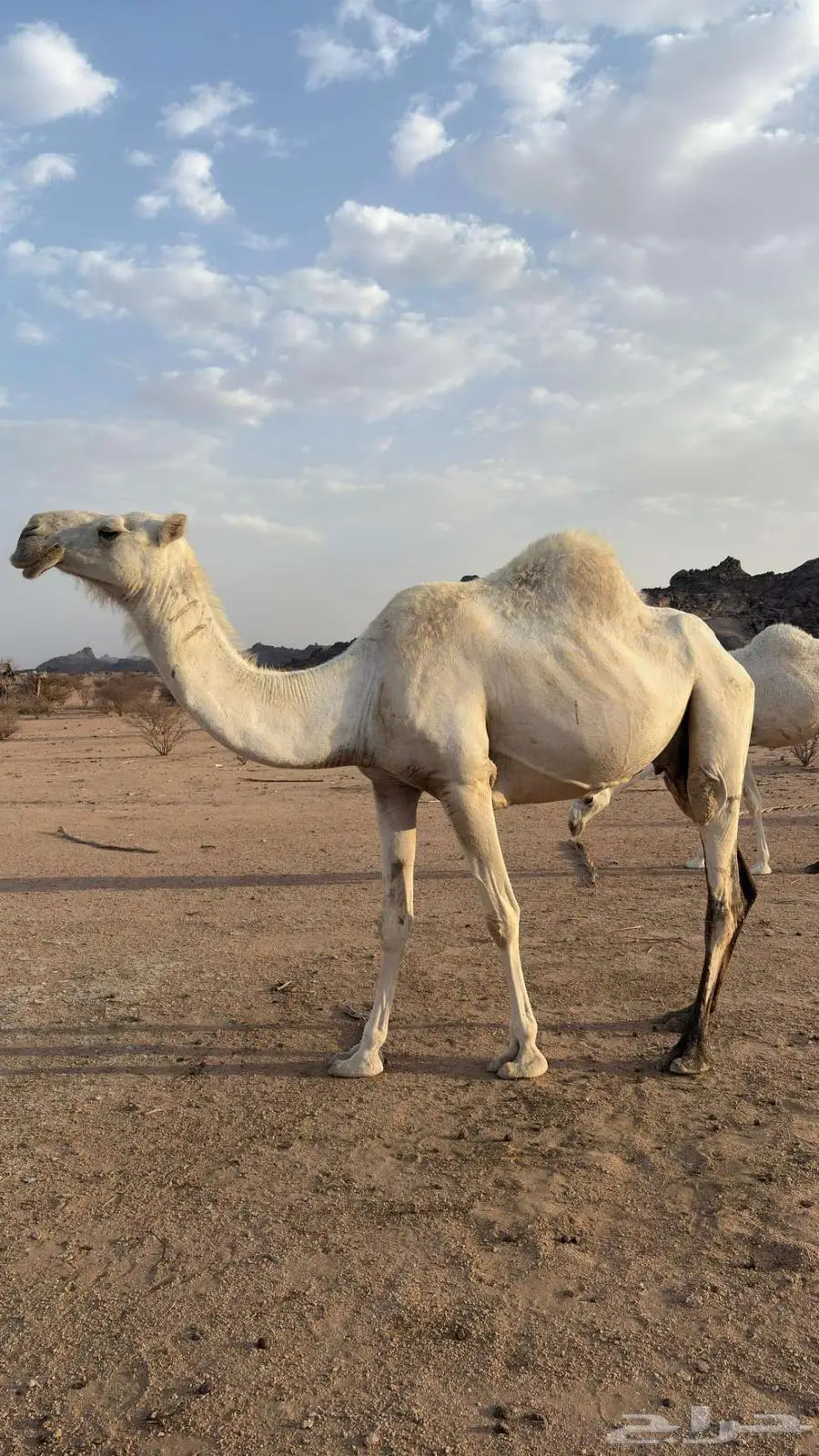 ضروبة طيبه وضحا مبيوع ولدها ... 1