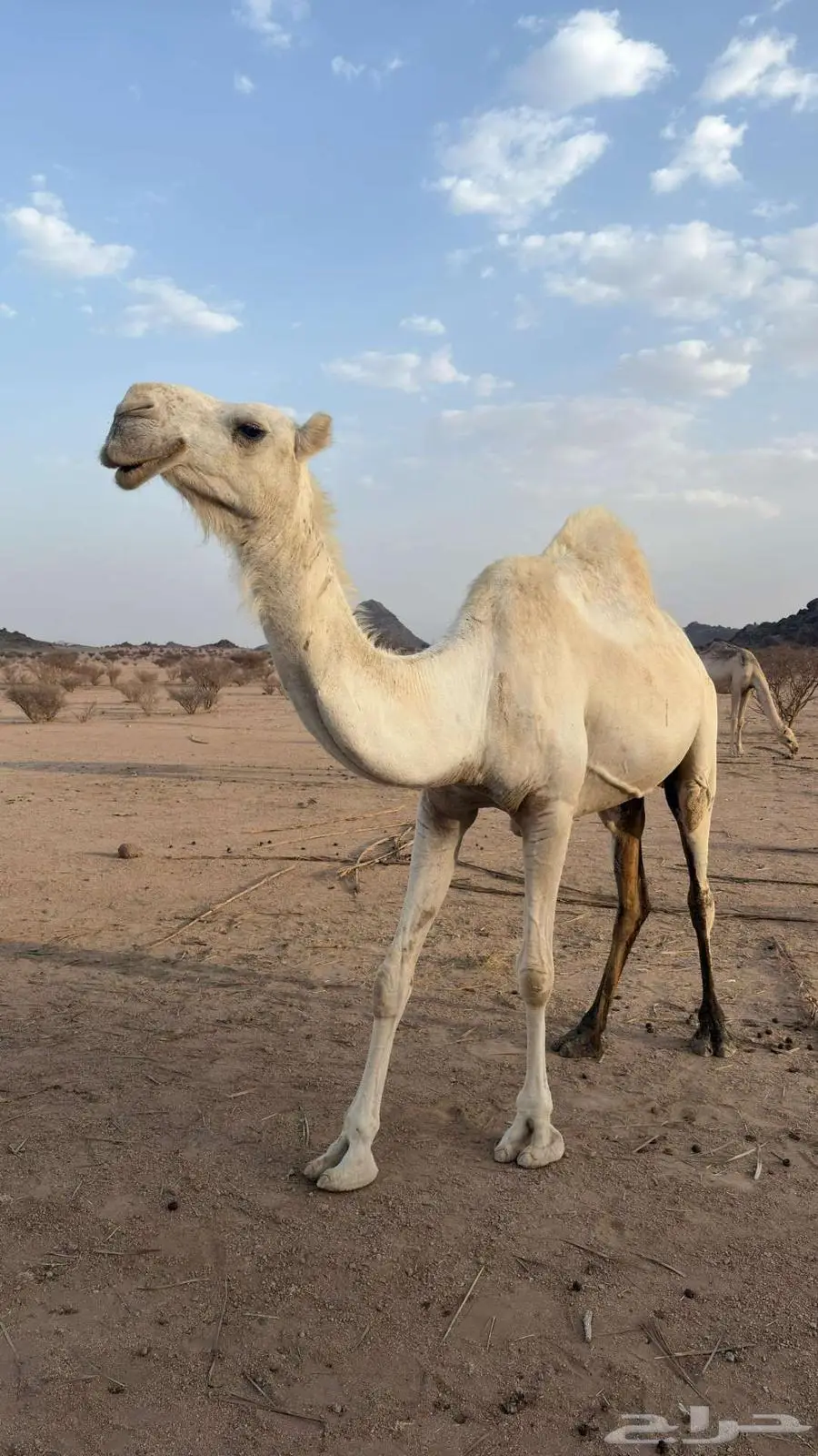 ضروبة طيبه وضحا مبيوع ولدها ... 0