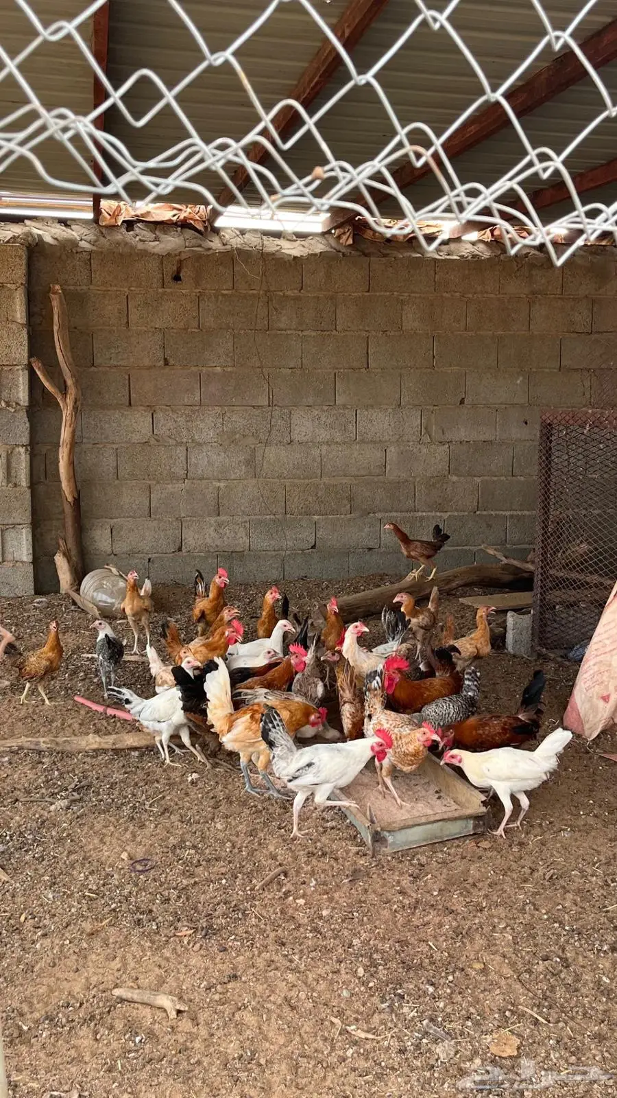 دجاج بلدي العدد 60 2