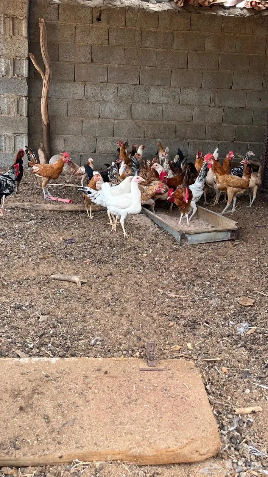 دجاج بلدي العدد 60 0