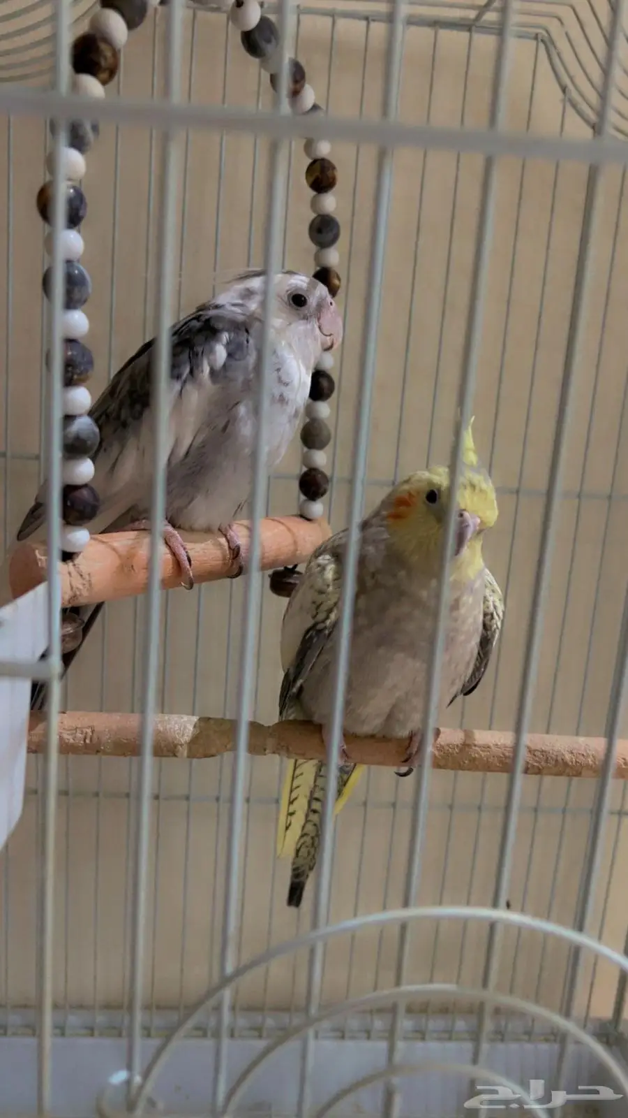 ببغاء كراون 2