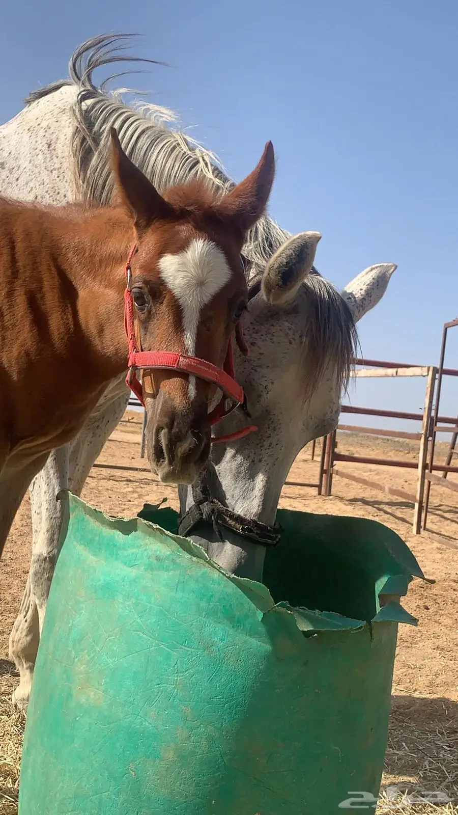 فرس جزيري الاب ليث ديراب 3