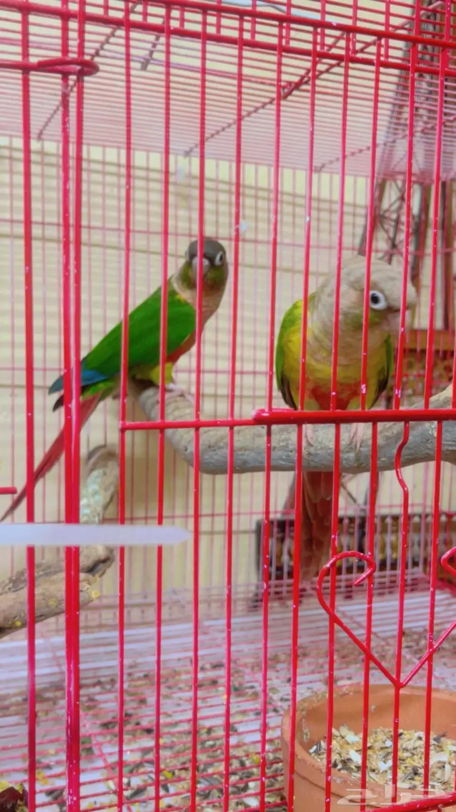 فروخ كونيور 1