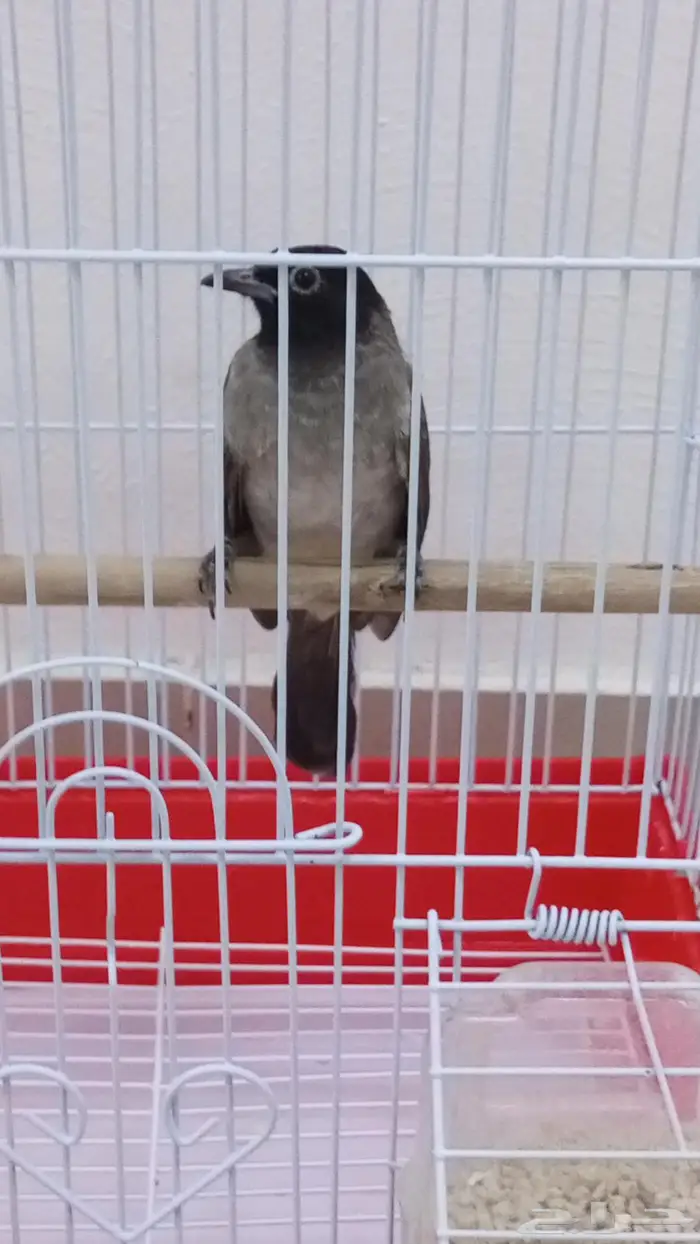 بلبل نغري او سوري 0