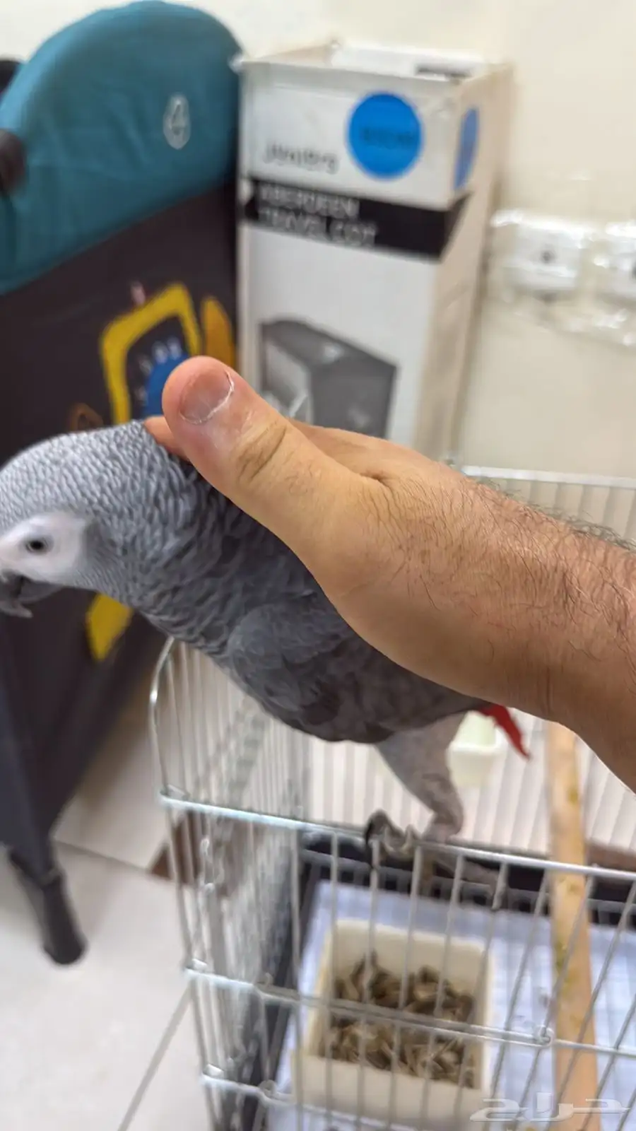 بغبغاء كاسكو اليف 1