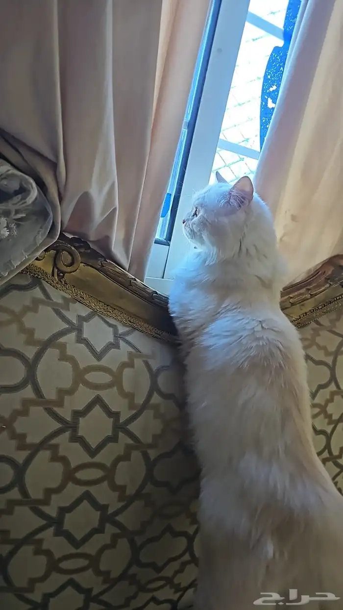 للتبني قط ذكر معقم عمره سنه يوجد شهادة تطعيم 3