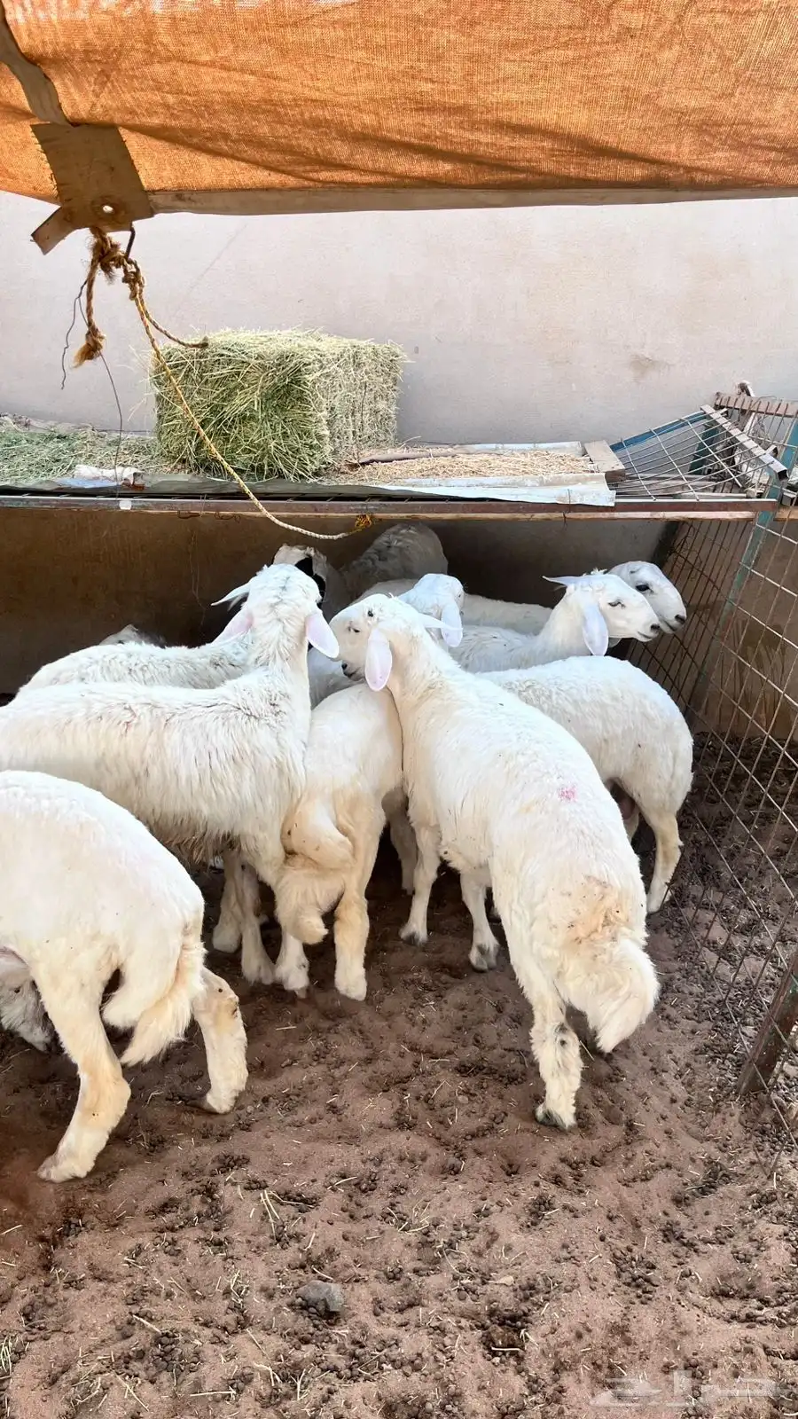 طليان حريه 0