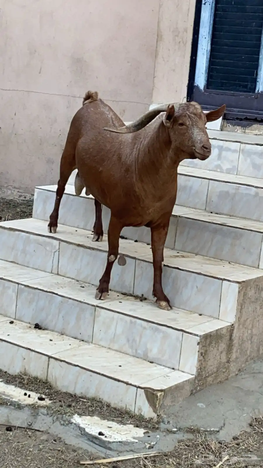 تيوس 0