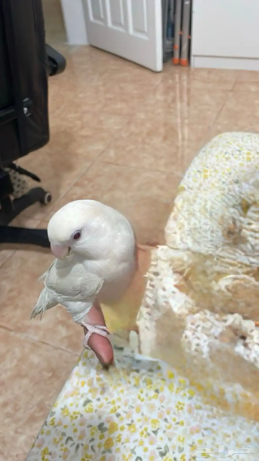 روز البينو 1