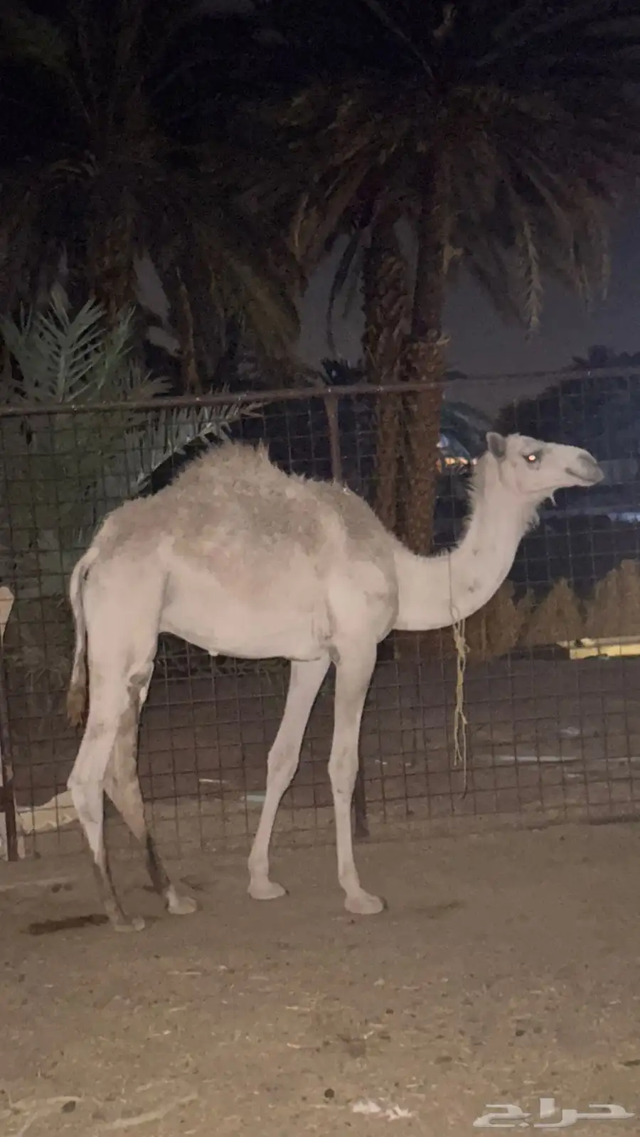 حاشي للبيع 1