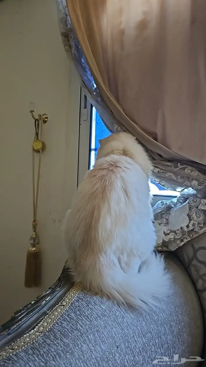 للتبني قط ذكر معقم عمره سنه يوجد شهادة تطعيم 1