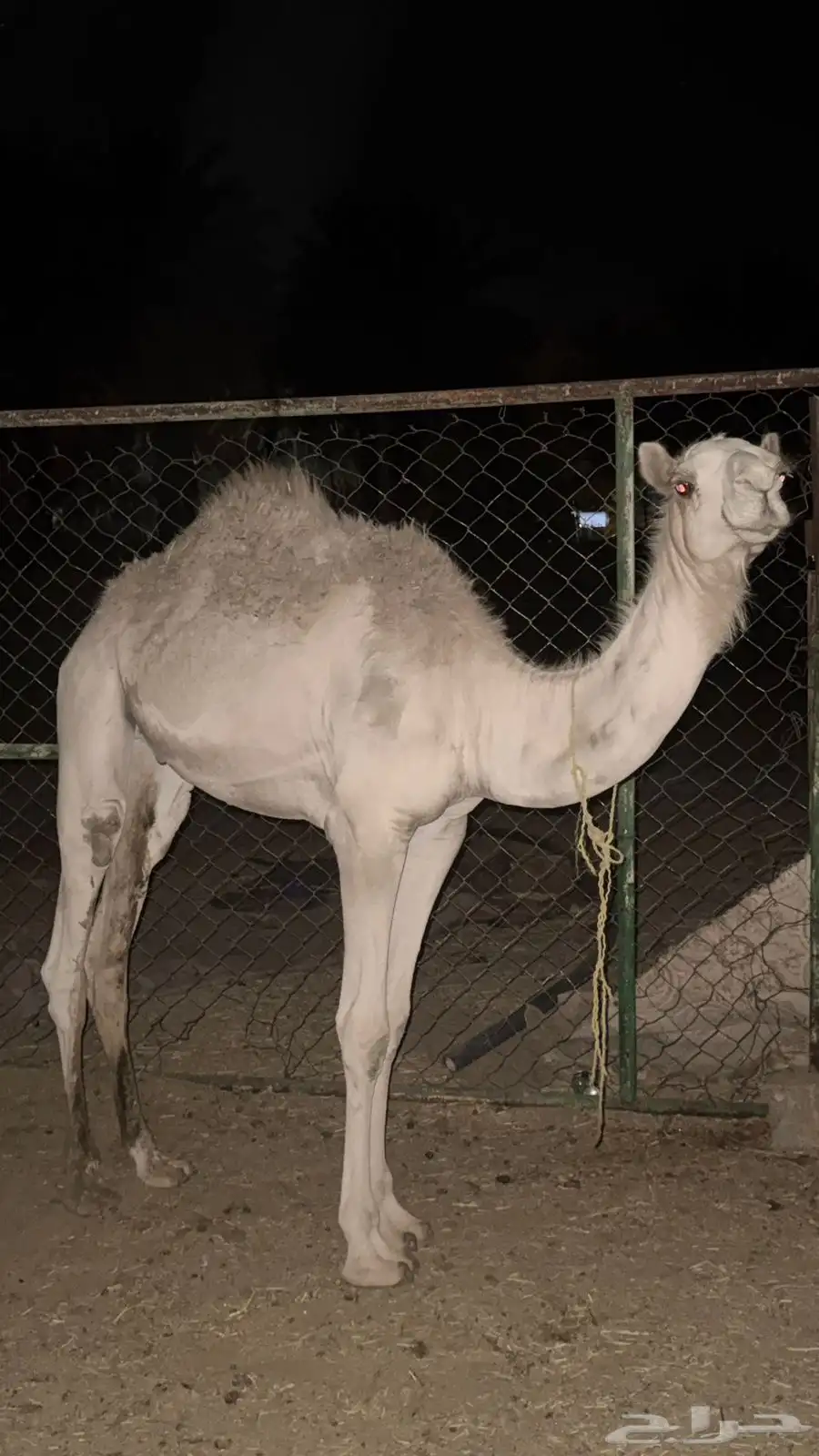 حاشي للبيع 0