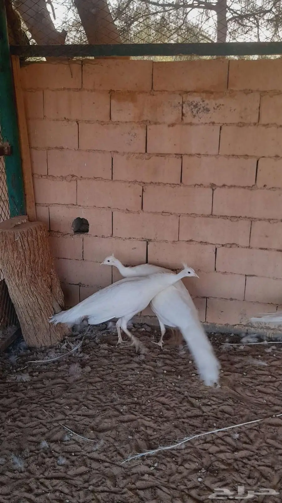 جوز طاووس ابيض 0