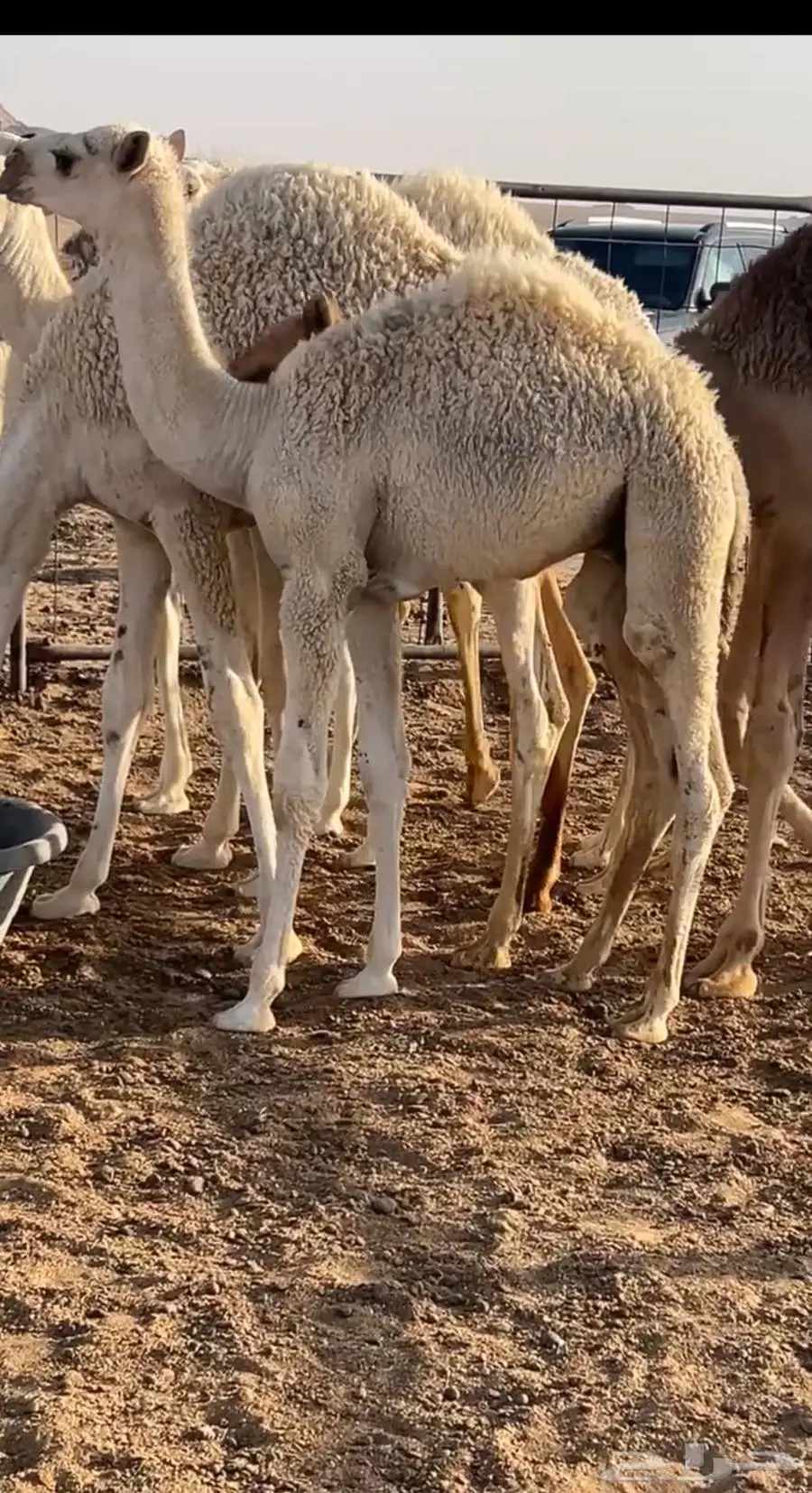 حاشي لباني 1