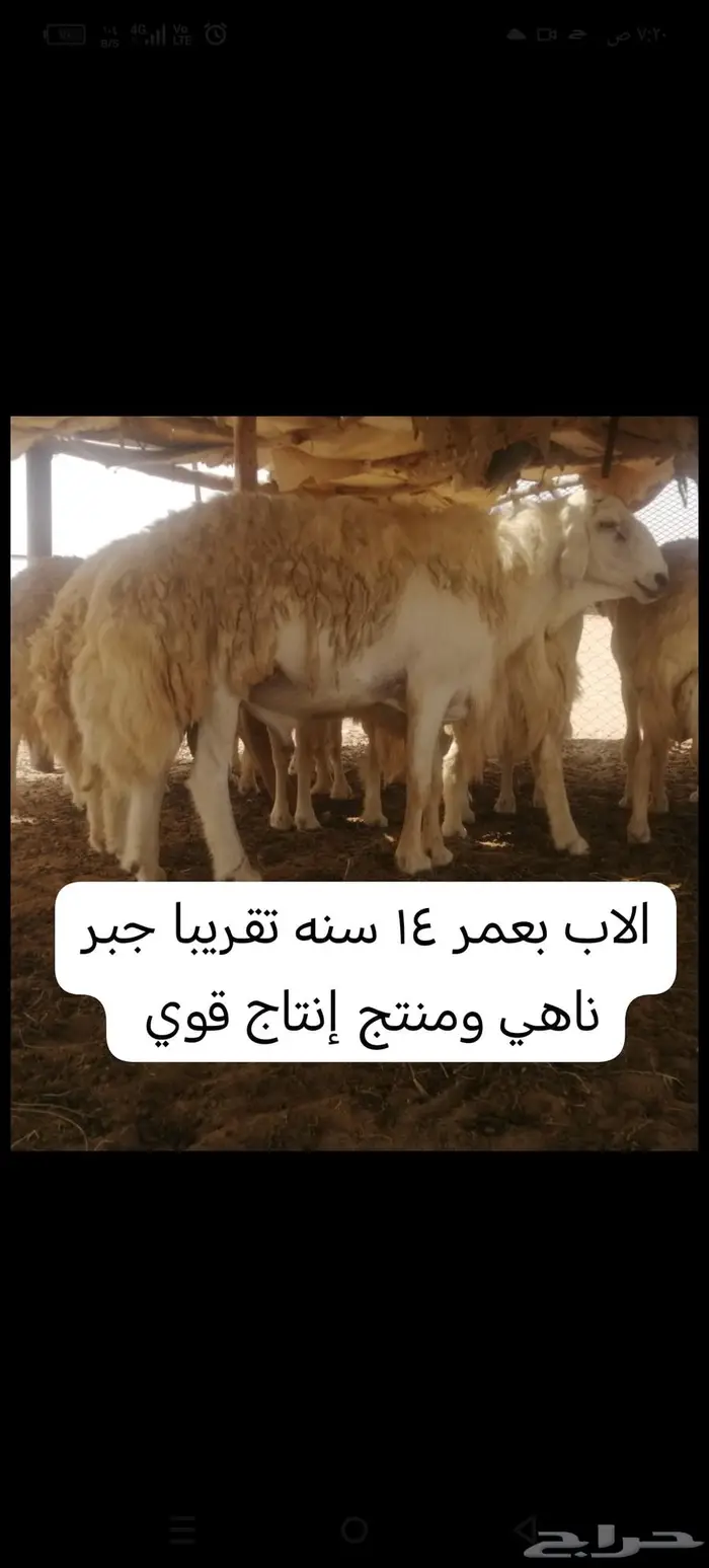 طلي فحل فاااخر مشروط تم البيع 0
