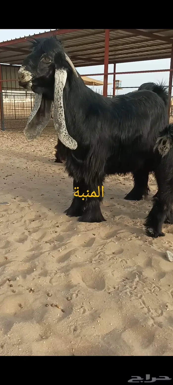 تم البيع 1