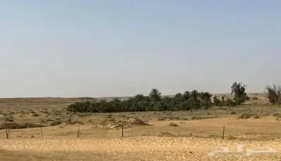 مزرعه م 100 الف صك في محافظة بقعاء 5