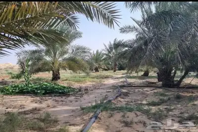مزرعه م 100 الف صك في محافظة بقعاء 2