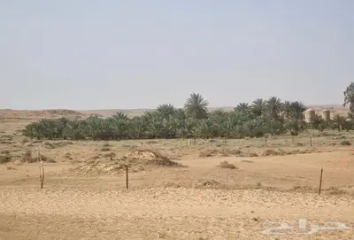 مزرعه م 100 الف صك في محافظة بقعاء 3