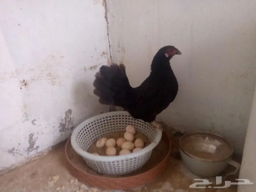 دجاج سبرايت اصيل 2