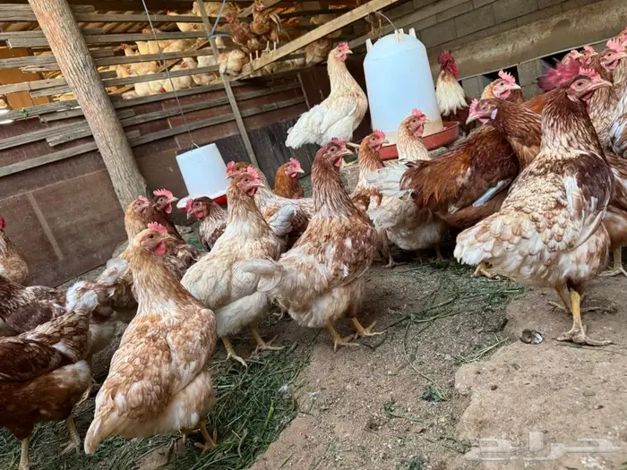 دجاج لوهمان براون 6