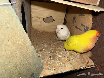 بيش قرية مسليه 3