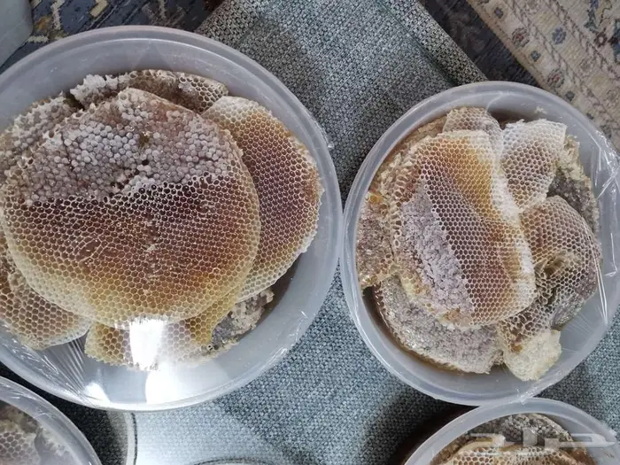 عسل شوكة جديد 1447 10