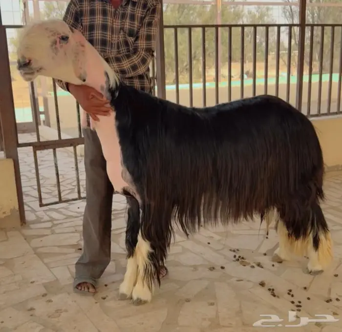 فحل نجدي مشروط 0