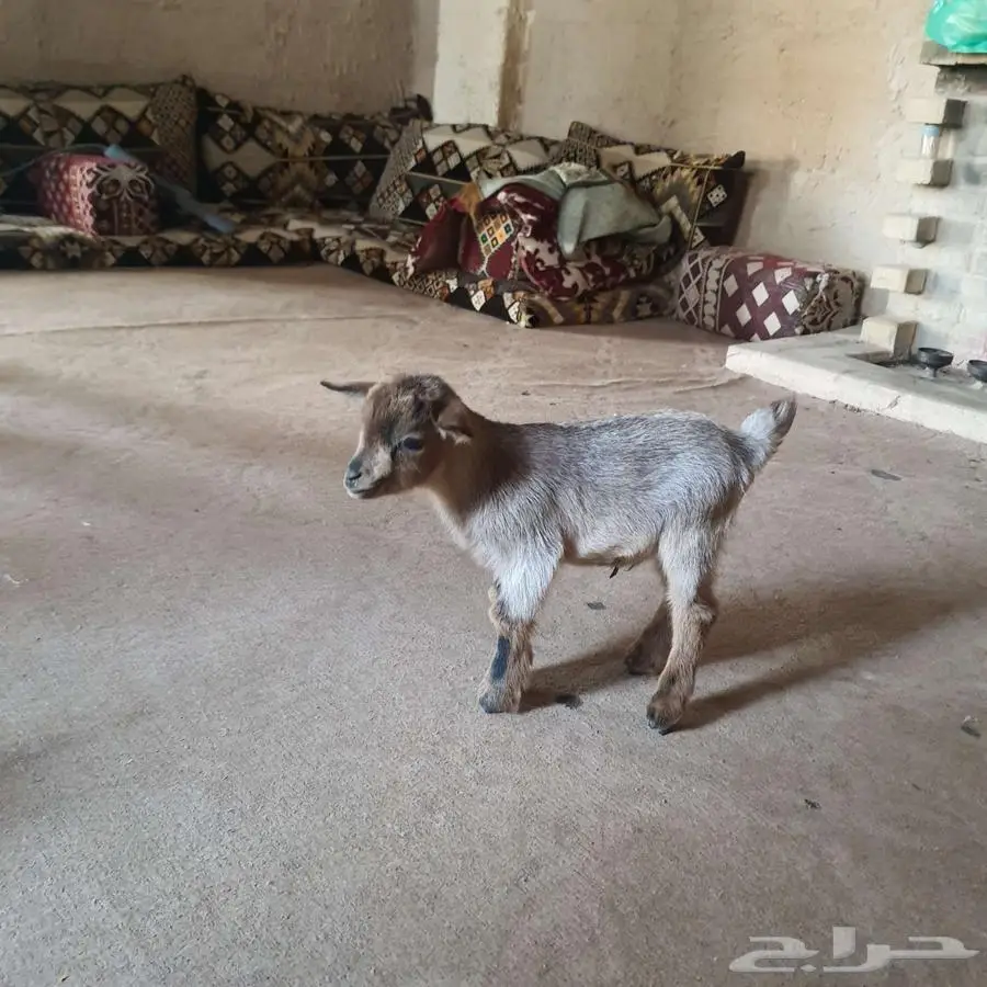 ماعز قزمي مستوى حلو 2