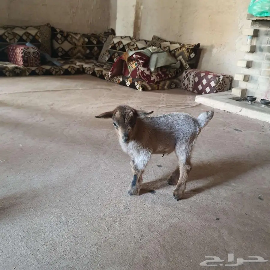 ماعز قزمي مستوى حلو 0