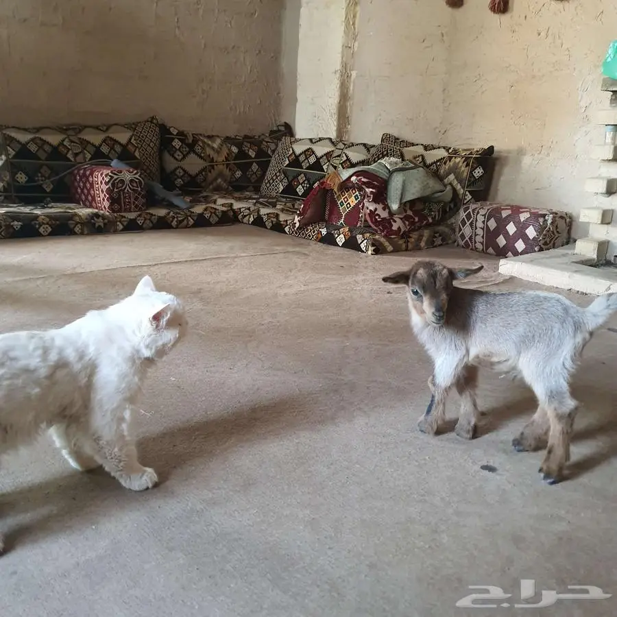 ماعز قزمي مستوى حلو 1