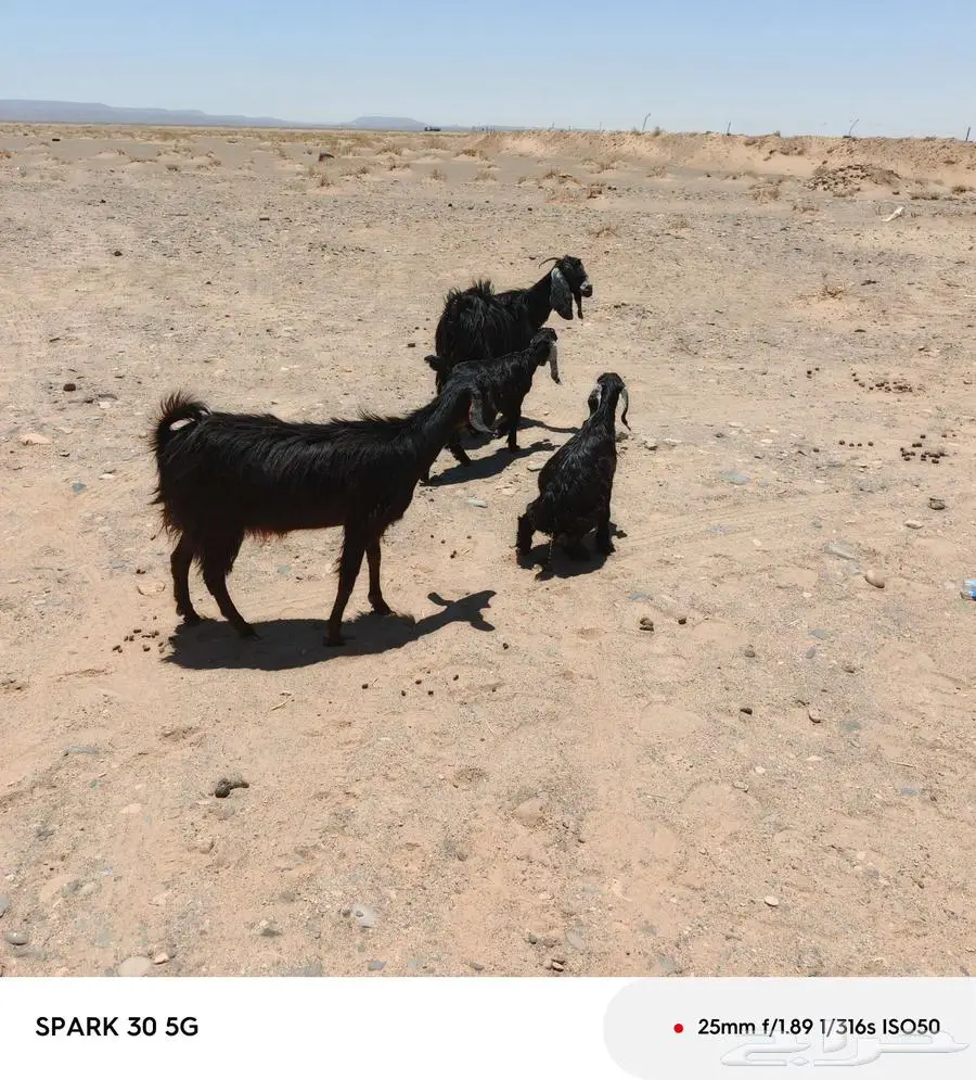 تم البيع 2