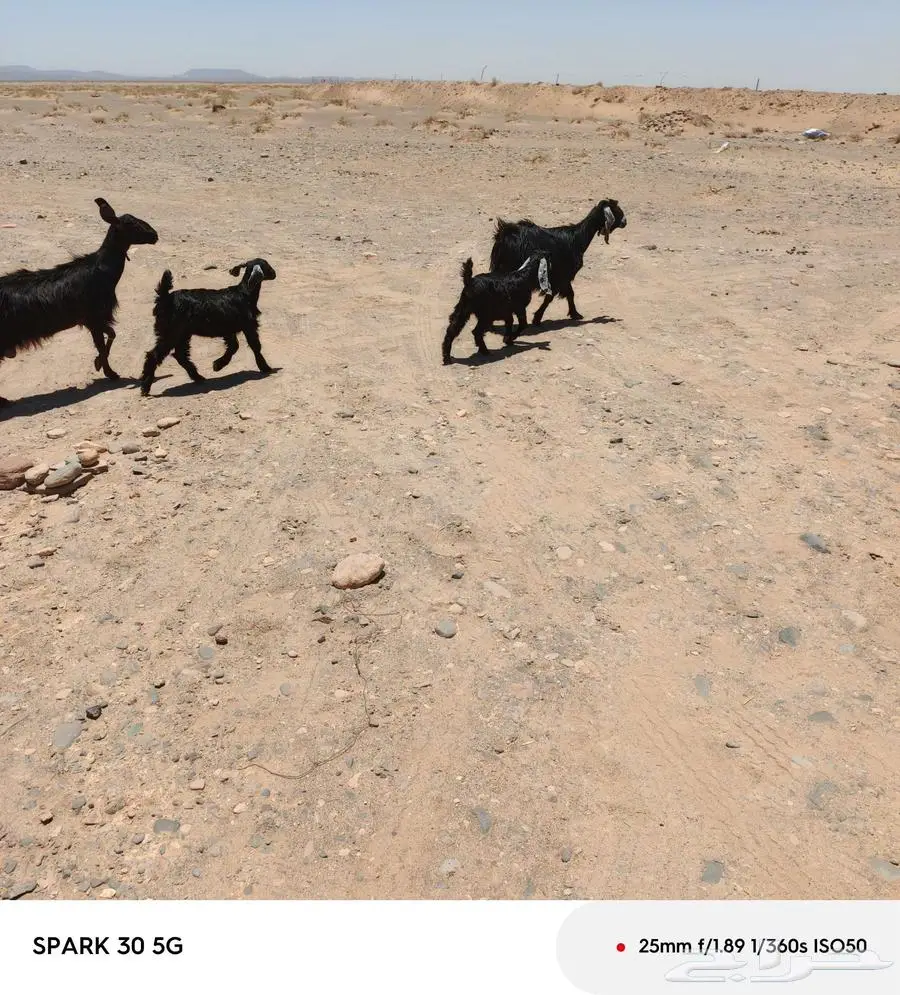 تم البيع 1