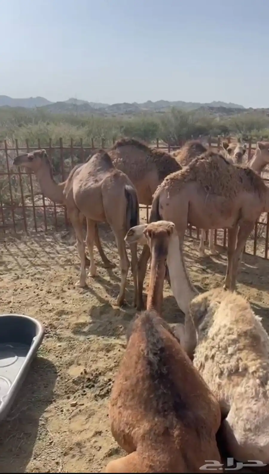 حشوان بر ومشروطه 2