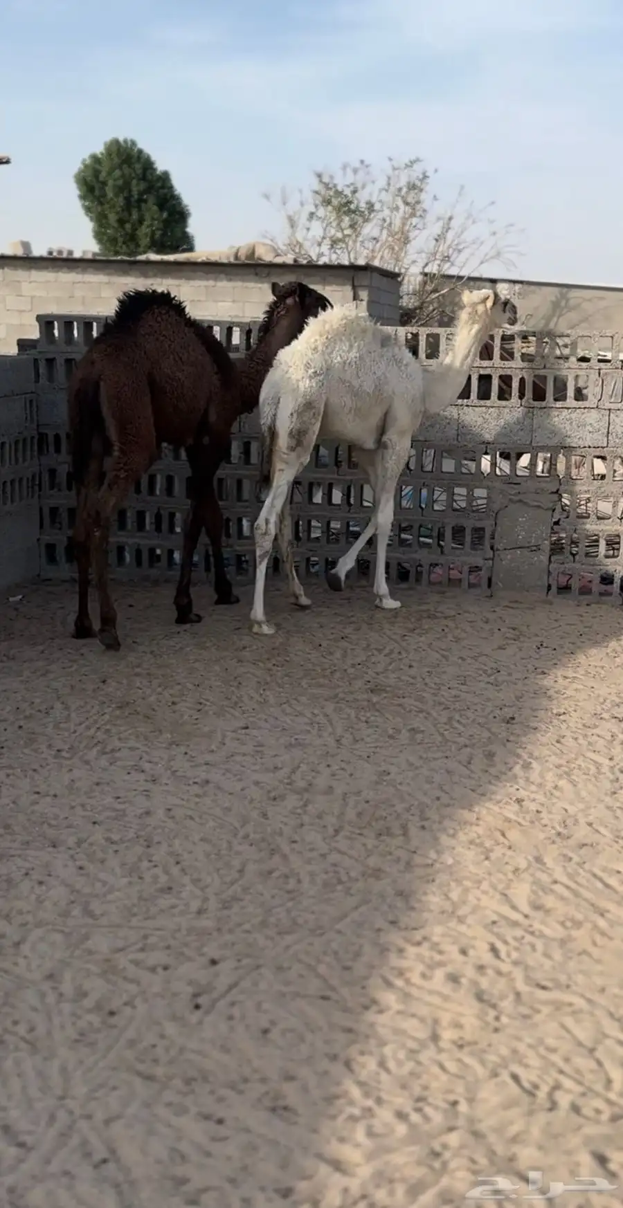 قعدان 0