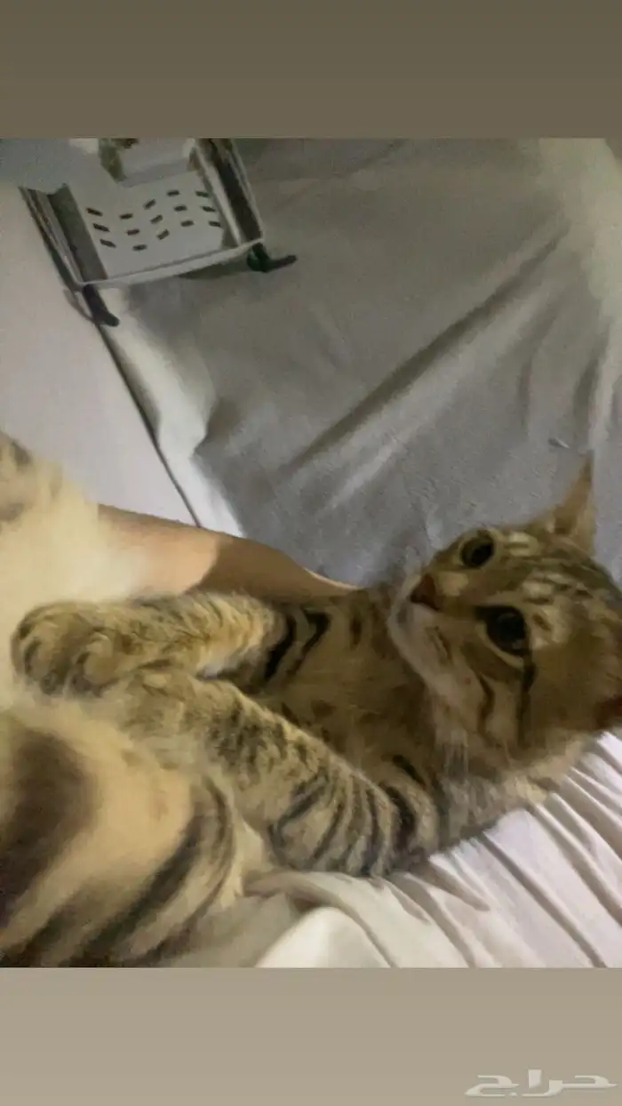 قطه ضايعه 8