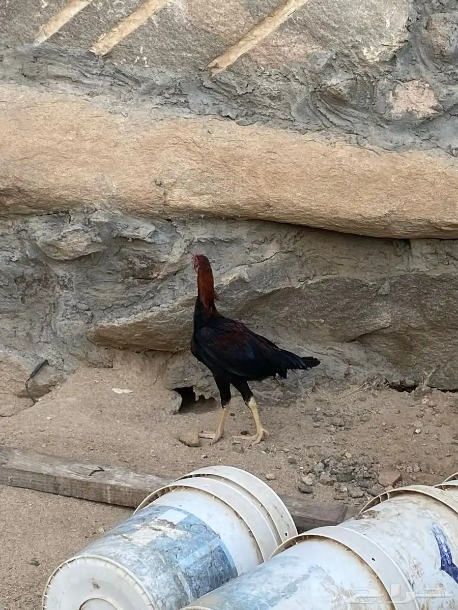 ديوك باكستانيه 4