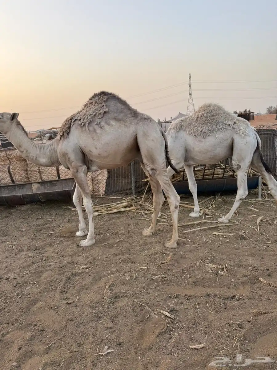 قعدان مناسبات طيبه تم البيع 6